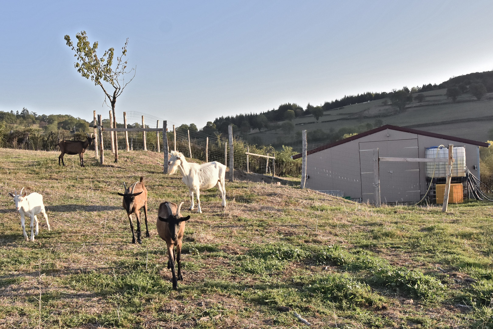la basse cour cannata bergesserin boucherie charcuterie traiteur 71 (24)