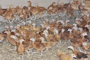 la basse cour cannata bergesserin boucherie charcuterie traiteur 71 1