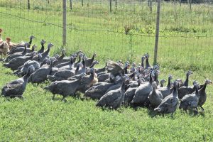 la basse cour cannata bergesserin boucherie charcuterie traiteur 71 15