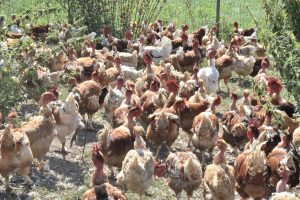 la basse cour cannata bergesserin boucherie charcuterie traiteur 71 2