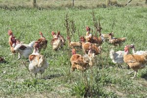 la basse cour cannata bergesserin boucherie charcuterie traiteur 71 6