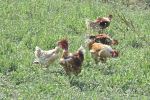 la basse cour cannata bergesserin boucherie charcuterie traiteur 71 9